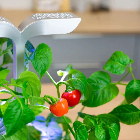 Véritable Lingot Piros mini paprika - BIO